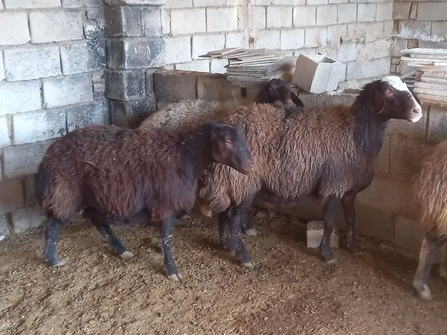 میش|حیوانات مزرعه|نجف‌آباد, ویلاشهر|دیوار