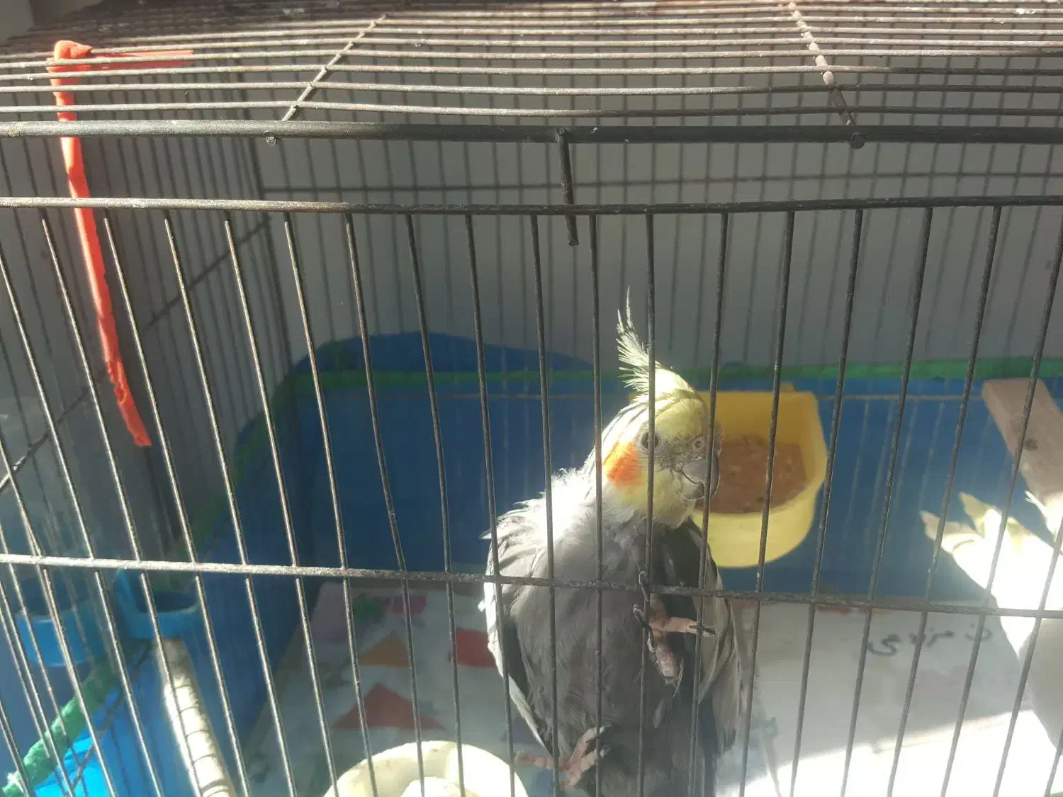 فروش عروس هلندی|پرنده|صومعه‌سرا, |دیوار