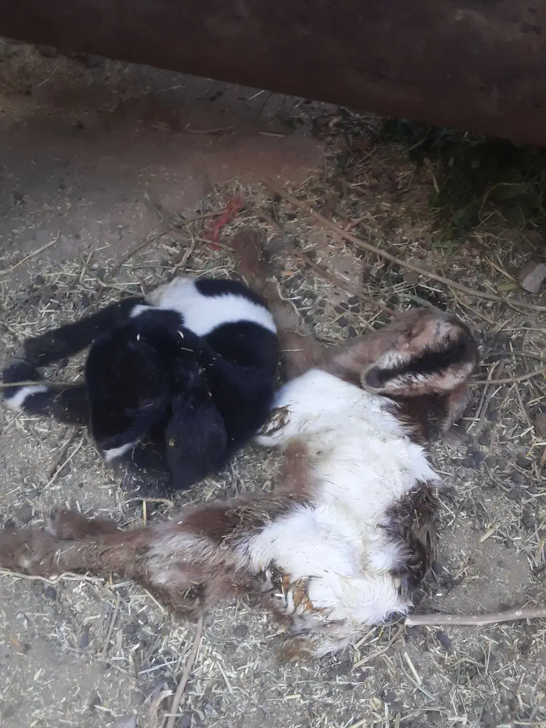 بزوبزغاله|حیوانات مزرعه|ساوه, |دیوار