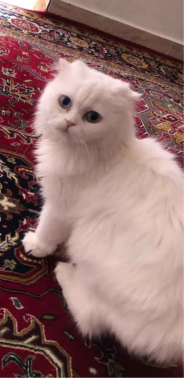 پرشین عروسکی|گربه|تبریز, |دیوار