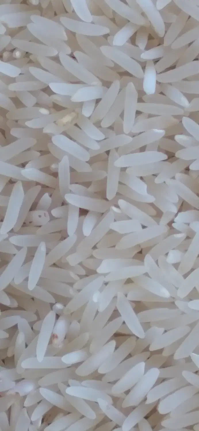 برنج فجردرجه۱آبیاری شده باآب چشمه دهنه چشمه ساران|خوردنی و آشامیدنی|نوده خاندوز, |دیوار