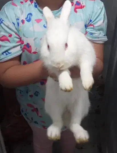 دو تا خرگوش نر سفید و سرحال و سالم|موش و خرگوش|آمل, |دیوار