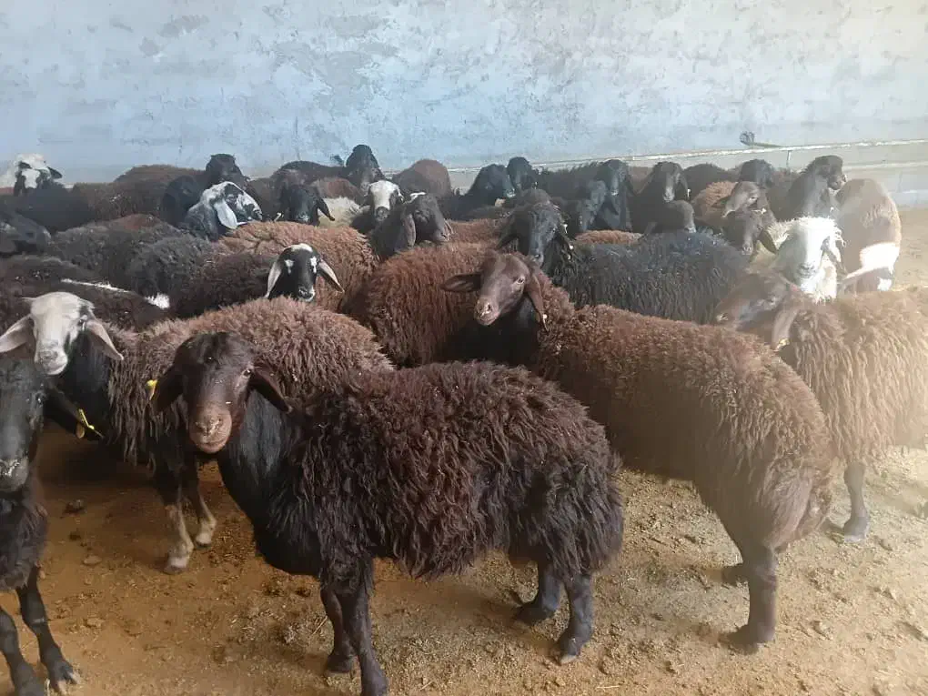 بره نر قزل  افشاری برای قصابی و داشتی موجود هست|حیوانات مزرعه|خانمیرزا, |دیوار