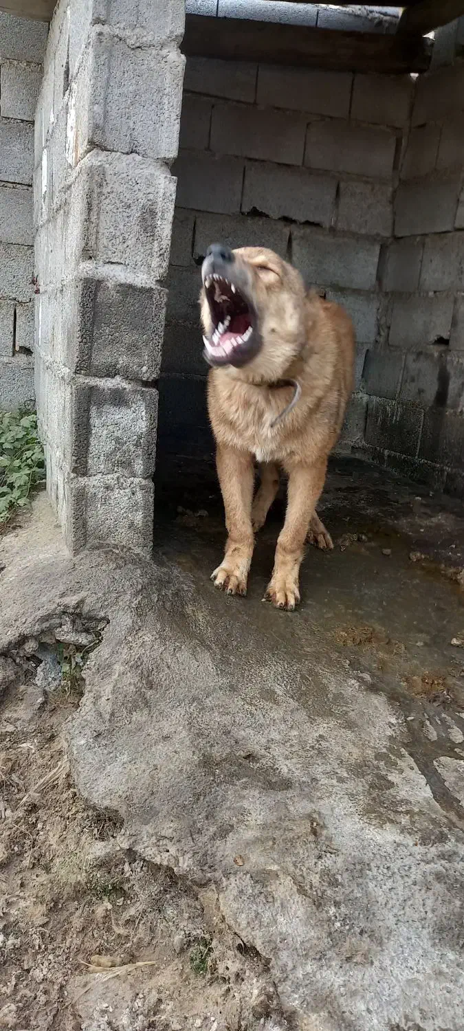 سرابی توله اصیل ۲تا مونده فروش و معاوضه ف و ر ی|سگ|آمل, |دیوار