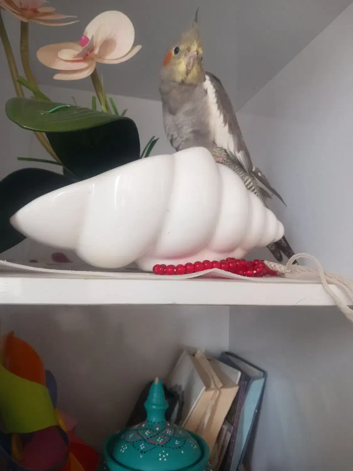 عروس هلندی|پرنده|آستانه اشرفیه, |دیوار