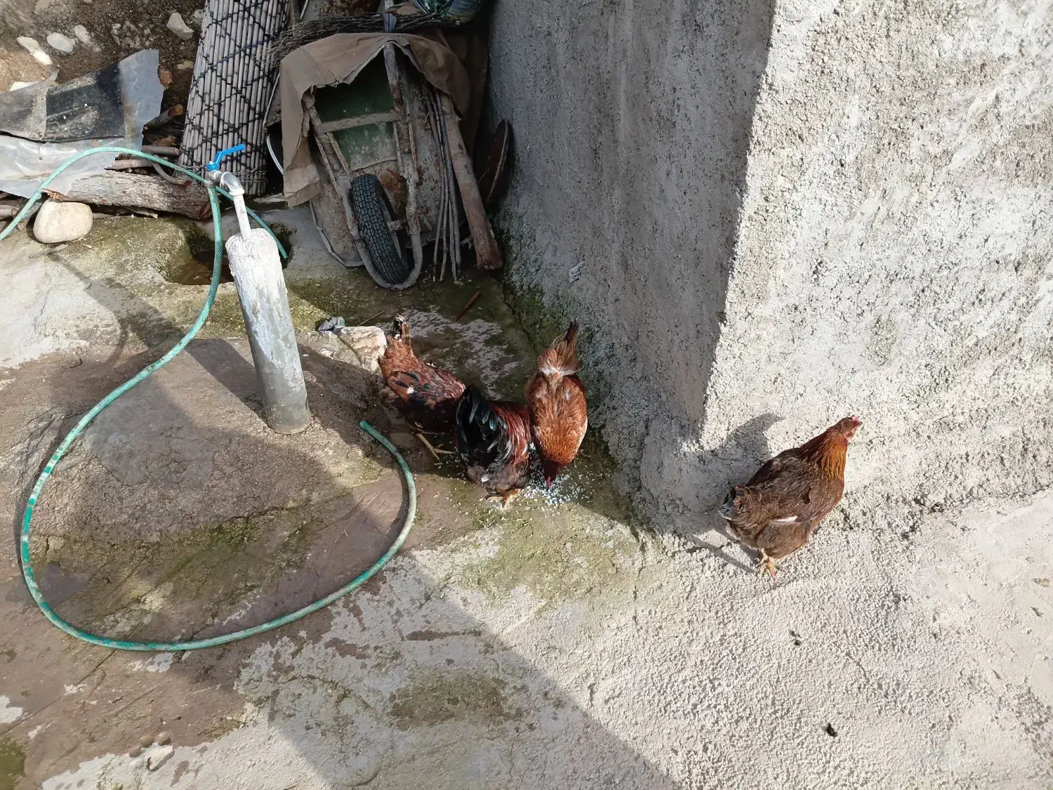 مرغ|حیوانات مزرعه|شباب, |دیوار