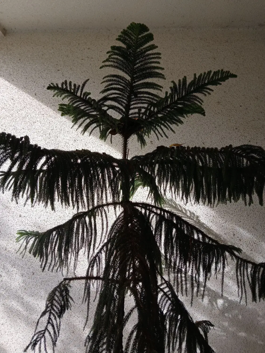 کاج مطبق|گل و گیاه طبیعی|لاهیجان, شهید آوینی|دیوار