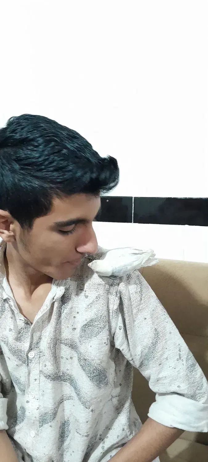 طوطی برزیلی کم یاب|پرنده|سنندج, |دیوار