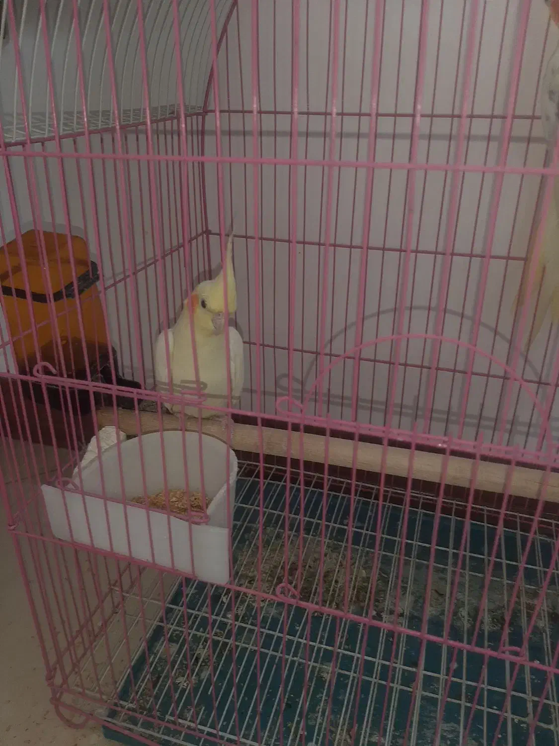 عروس.عروس هلندی|پرنده|تهران, شهرک رضویه|دیوار