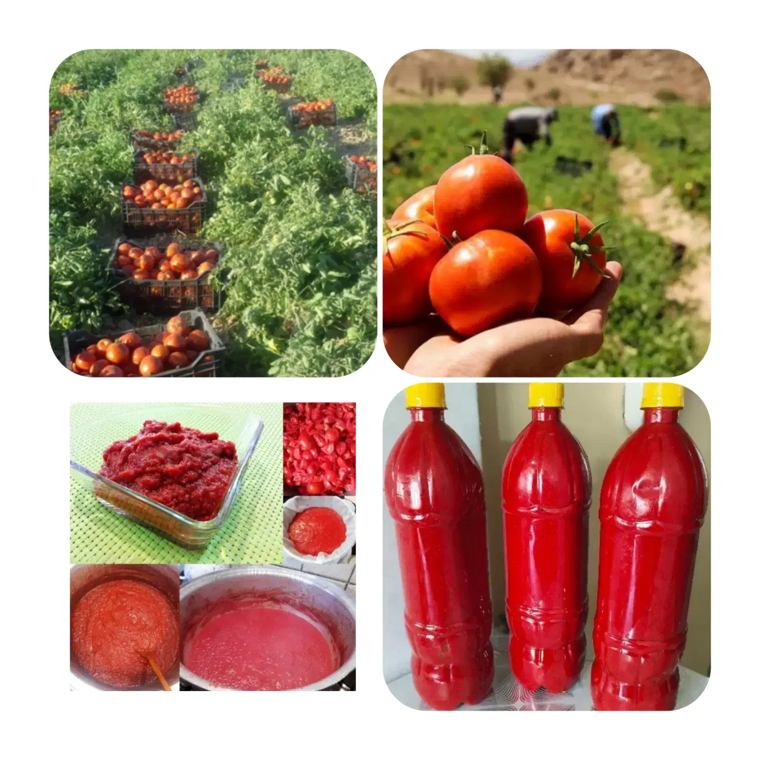 مواد غذای خانگی با بهترین مواد|خوردنی و آشامیدنی|کرج, کلاک نو|دیوار