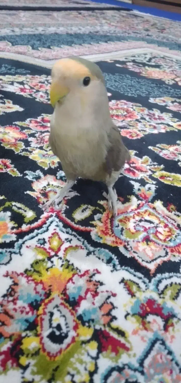 طوطی برزیلی|پرنده|رباط‌کریم, رباط‌کریم|دیوار