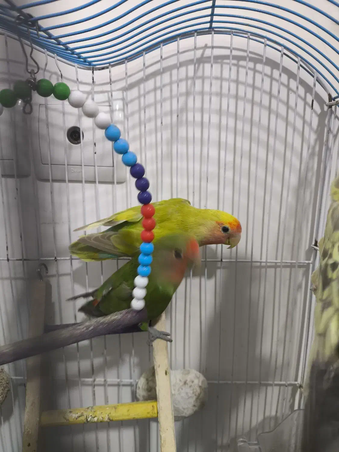 کوتوله برزیلی ، عروس هلندی|پرنده|علی‌آباد کتول, |دیوار