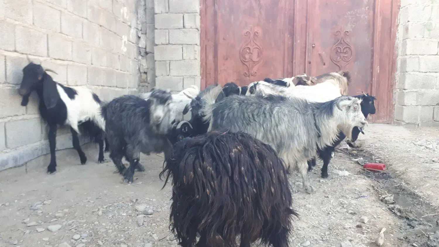 گله فروشی درمهرستان|حیوانات مزرعه|مهرستان, |دیوار