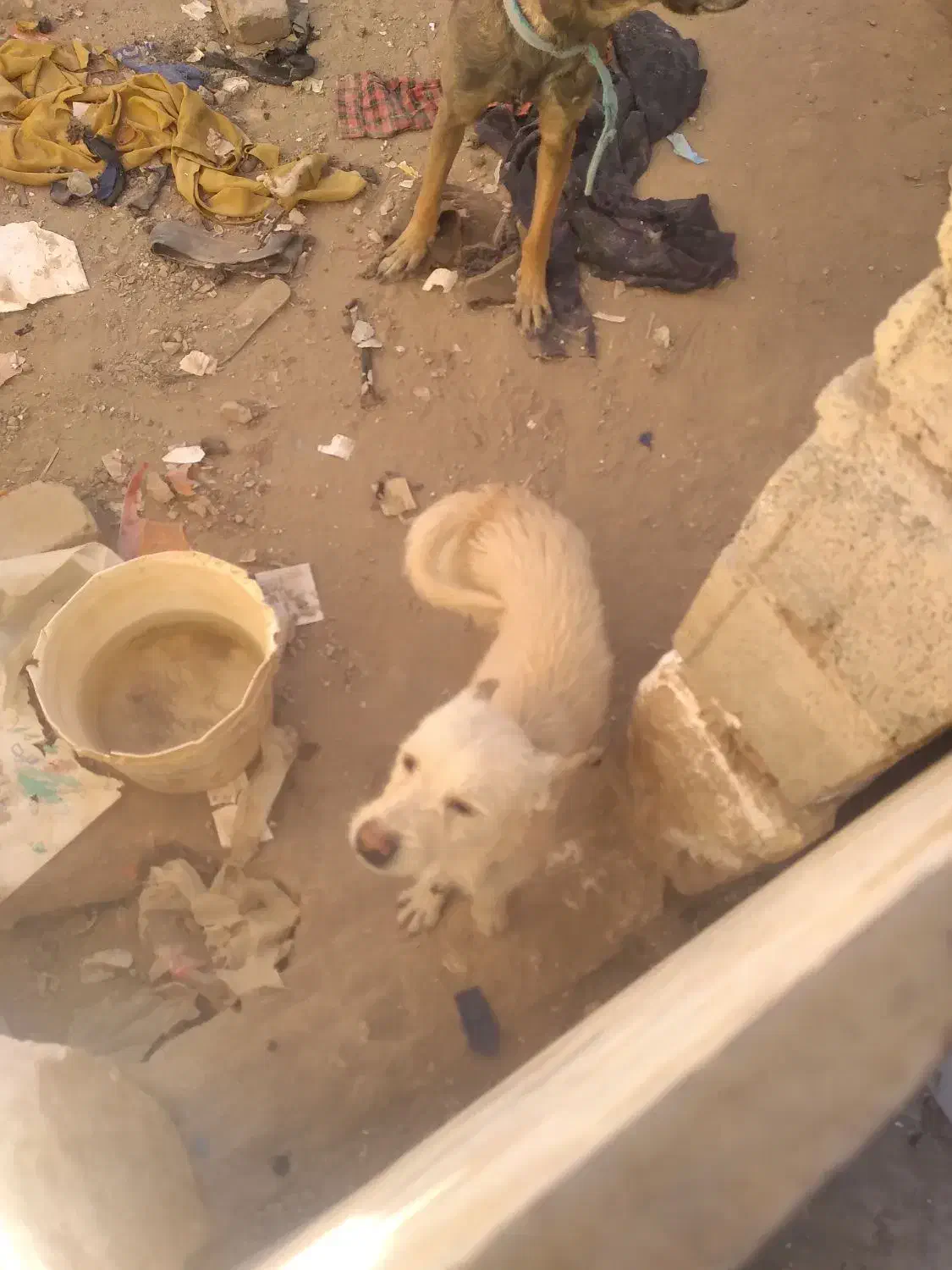 سگ قابل معاوضه باچی زی ک بدردم وخوره|سگ|کرمان, |دیوار