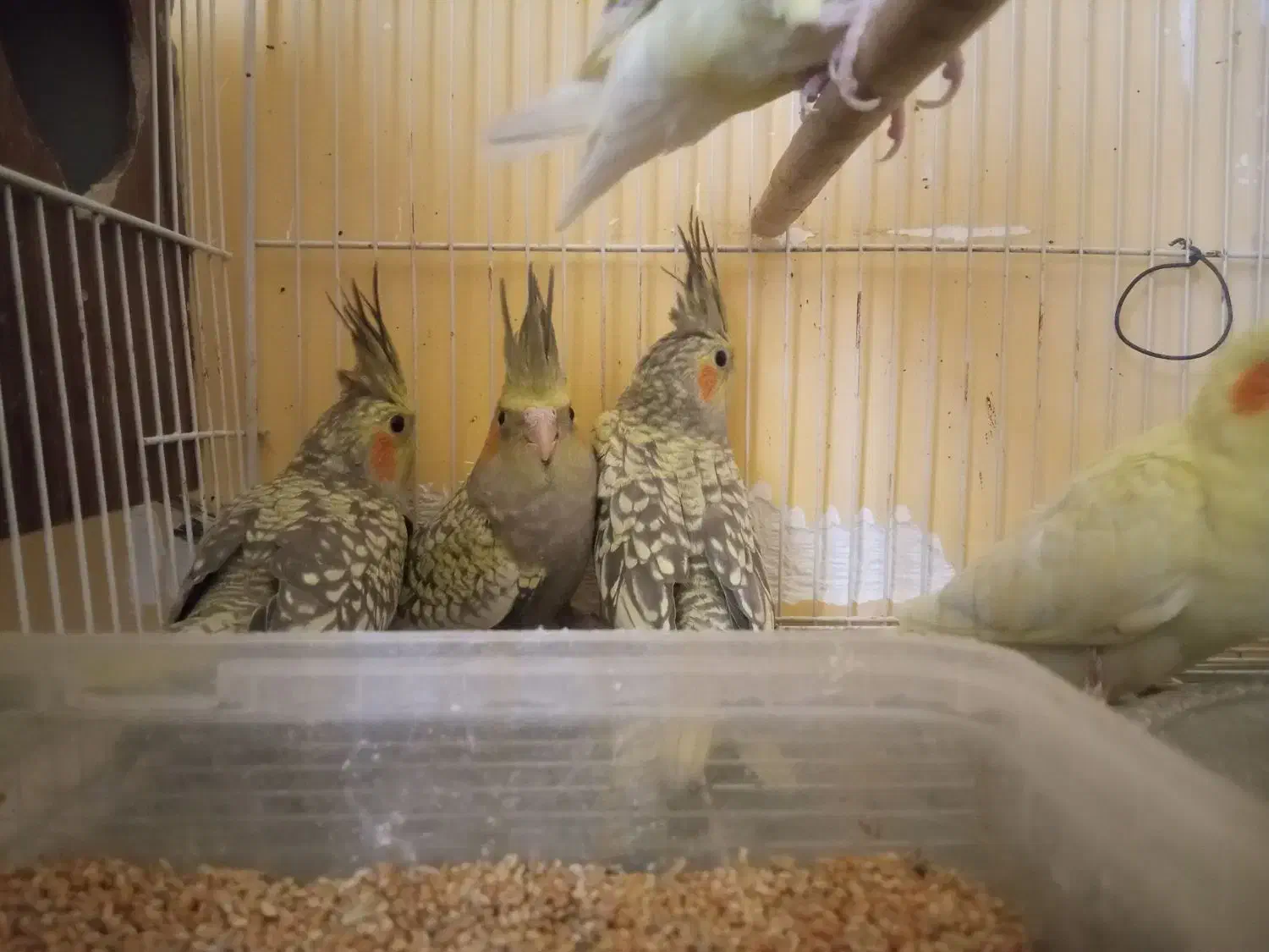 عروس هلندی|پرنده|جیرفت, |دیوار