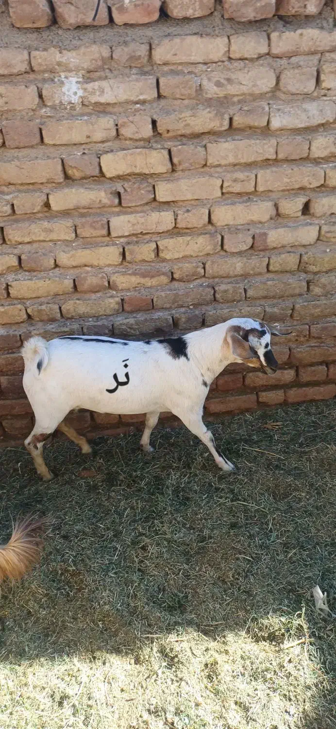 گوسفند (کهره )|حیوانات مزرعه|بم, |دیوار