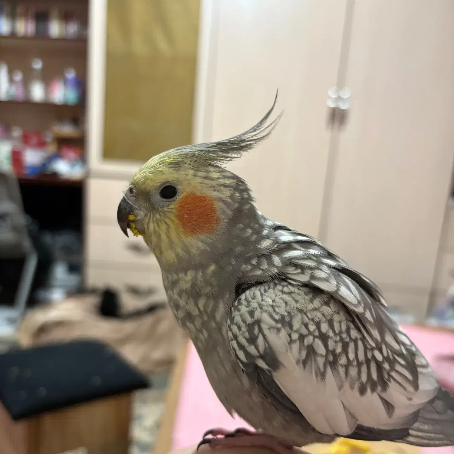 پرنده عروس هلندی گمشده ۱۰ میلیون مژدگانی|حیوانات|تهران, مجیدیه|دیوار