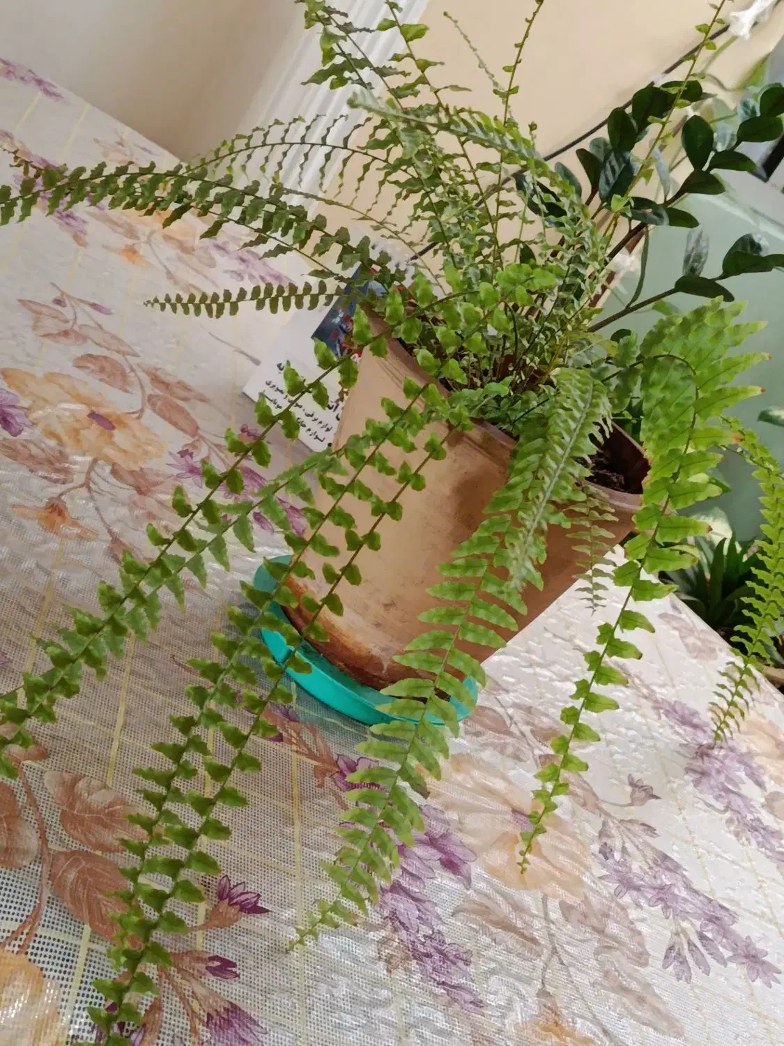 گل سرخس|گل و گیاه طبیعی|ارومیه, |دیوار