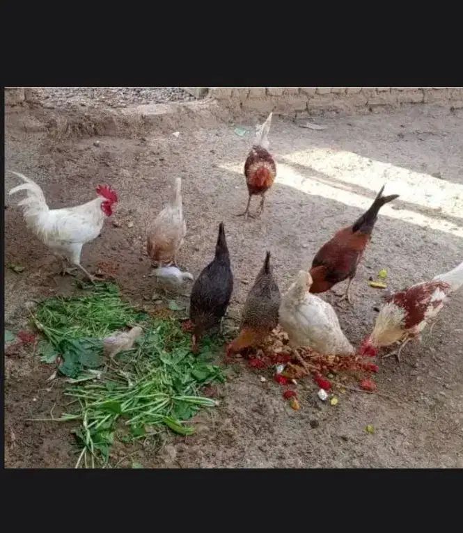 نر ماده|حیوانات مزرعه|کرخه, |دیوار