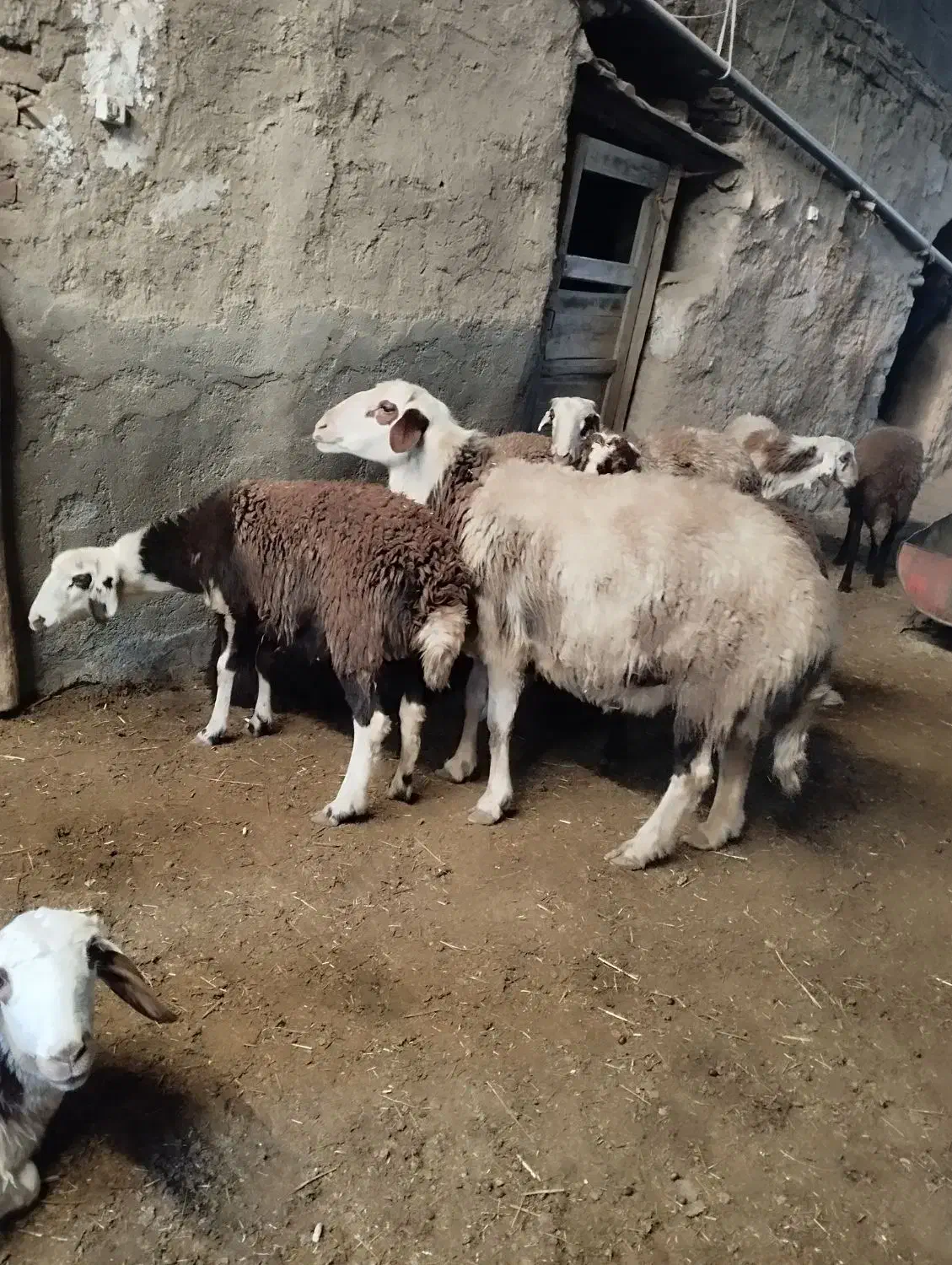 قوچ پلنگی|حیوانات مزرعه|خنداب, |دیوار