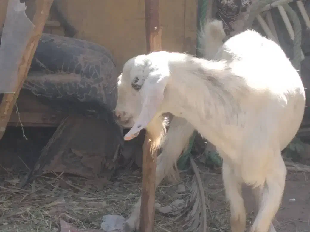 ندارد|حیوانات مزرعه|گنبکی, |دیوار