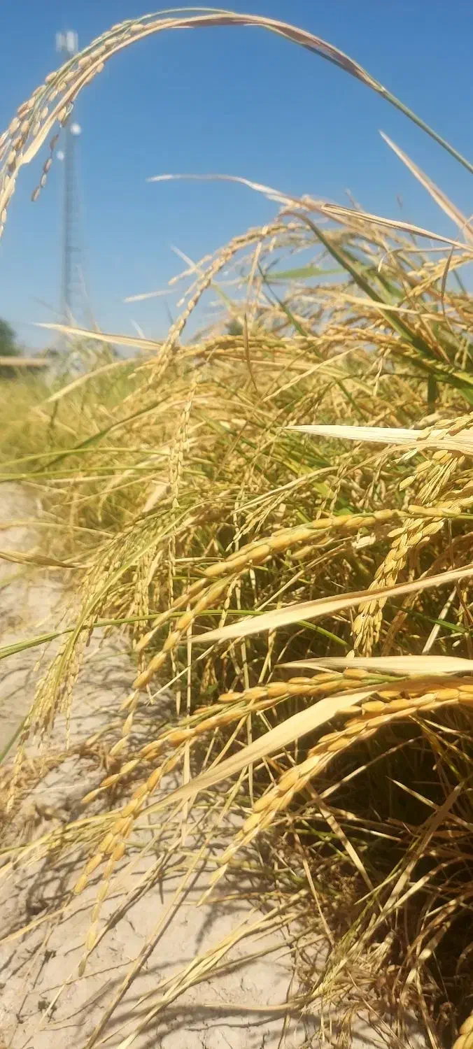 شلتوک|خوردنی و آشامیدنی|سیدان, |دیوار