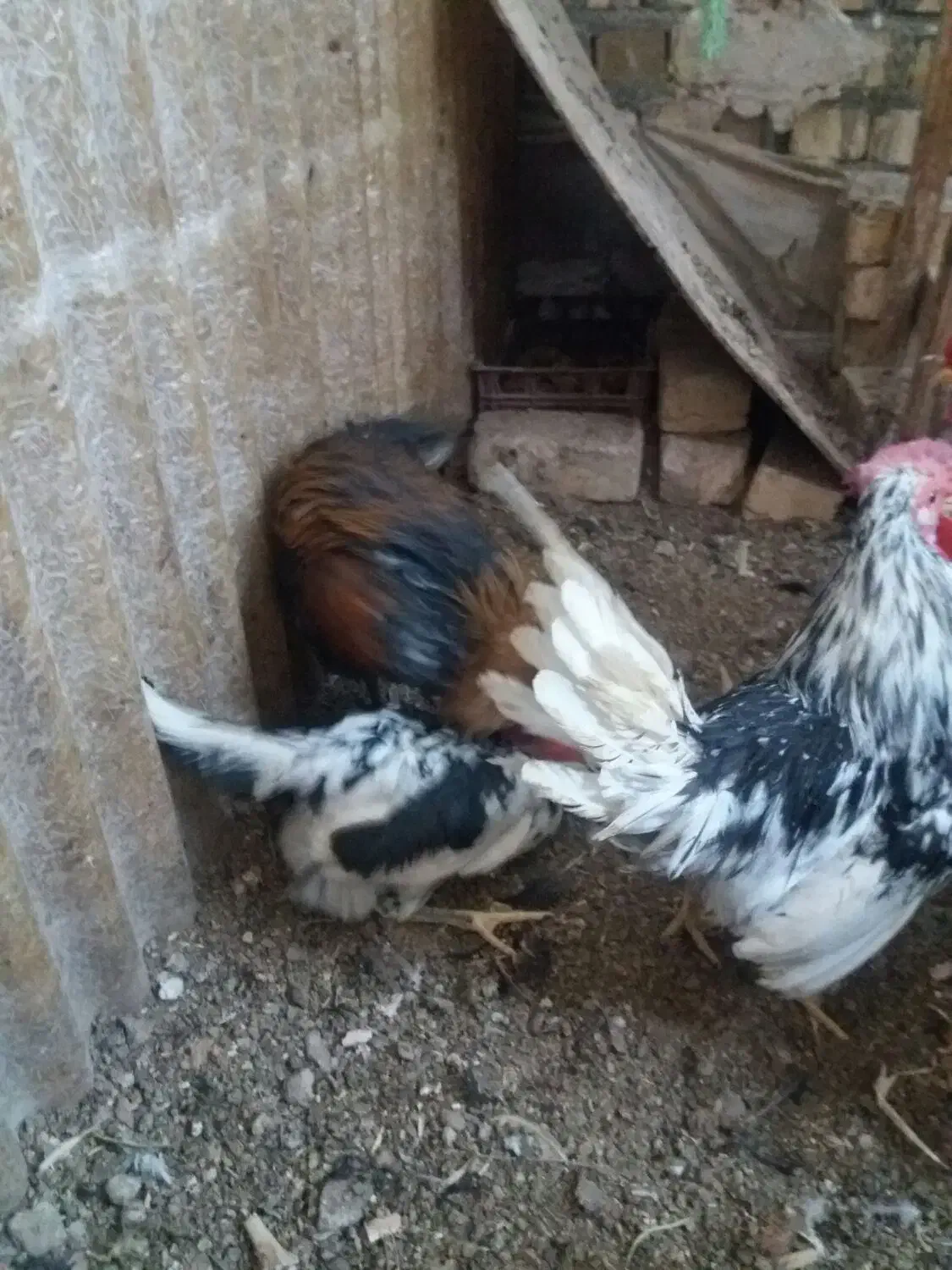 تخم مرغ نطفه دار گلین|حیوانات مزرعه|قم, بیانی|دیوار