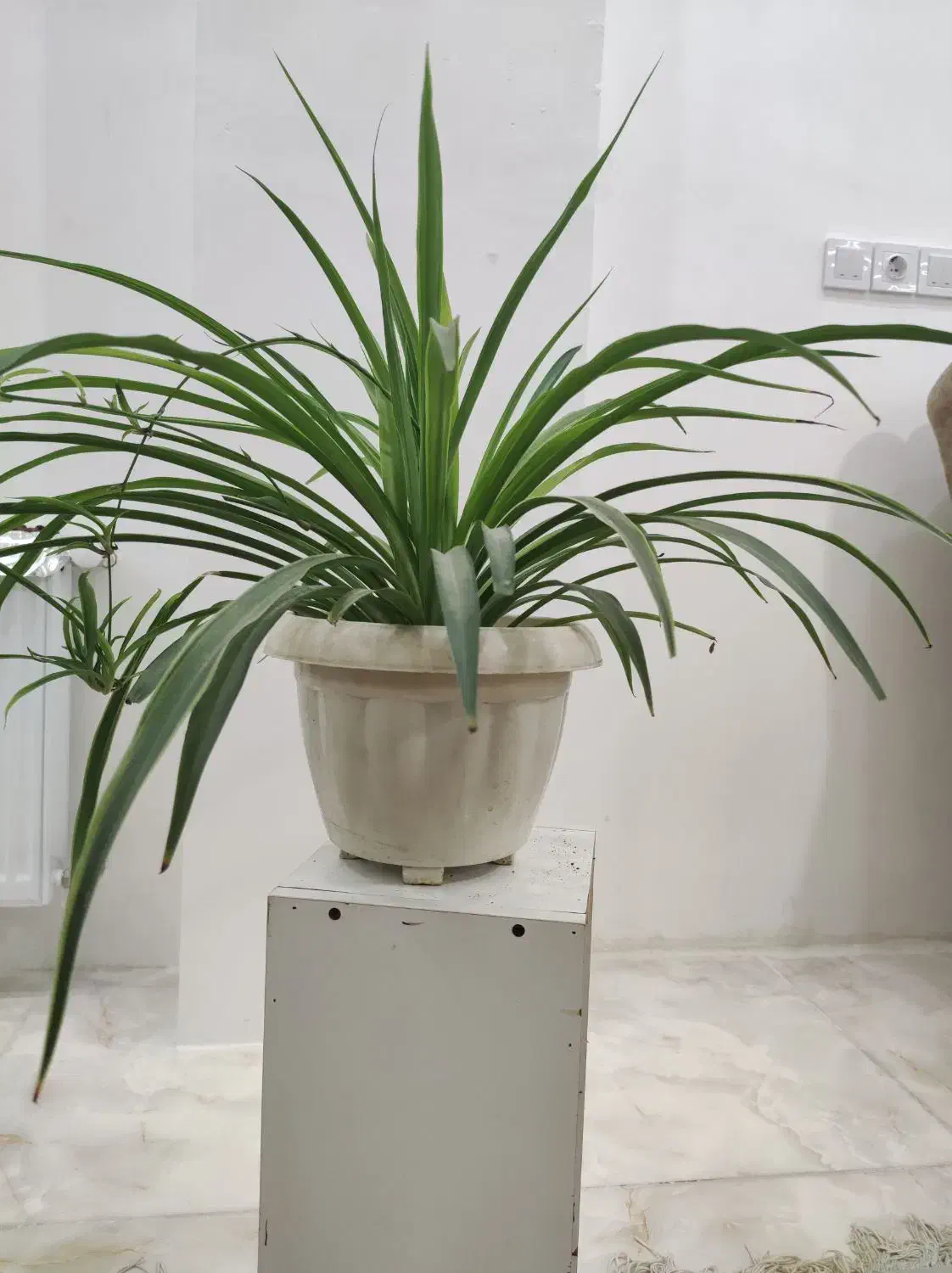 گل گندمی|گل و گیاه طبیعی|قزوین, |دیوار