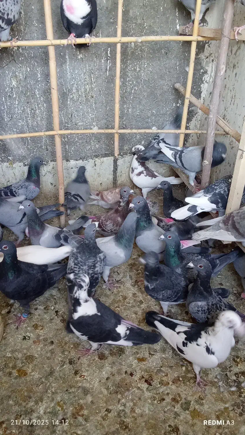 فروش کفتر پلاکی 40 عدد|پرنده|سرخه, |دیوار