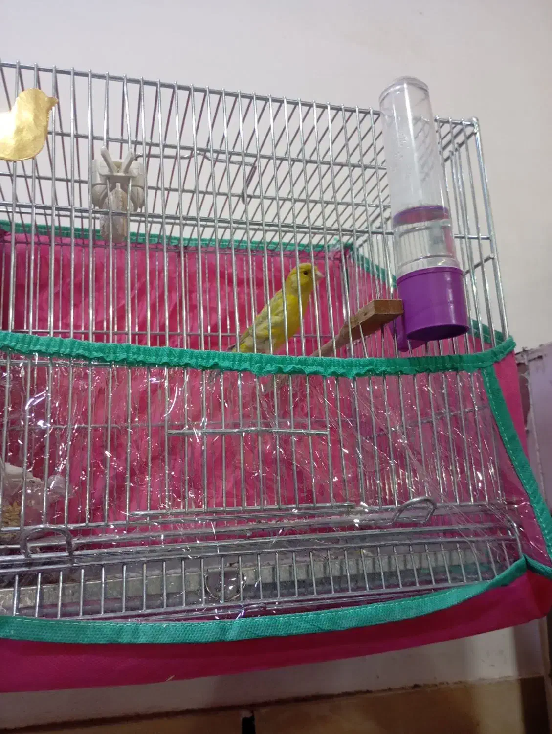 قناری نر مست|پرنده|قیدار, |دیوار