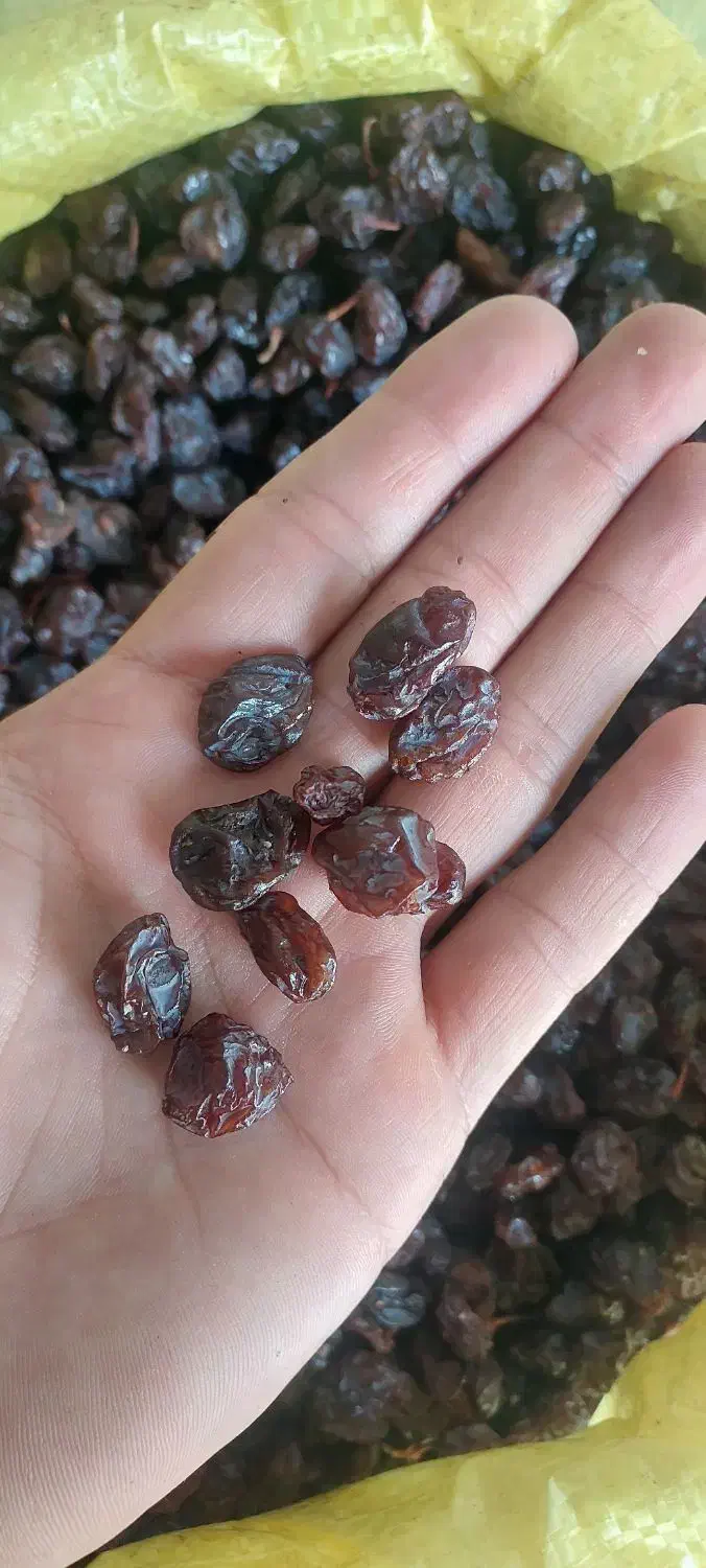 مویز کشمش شیره|عمده‌فروشی|شیراز, شهرک فرزانگان|دیوار