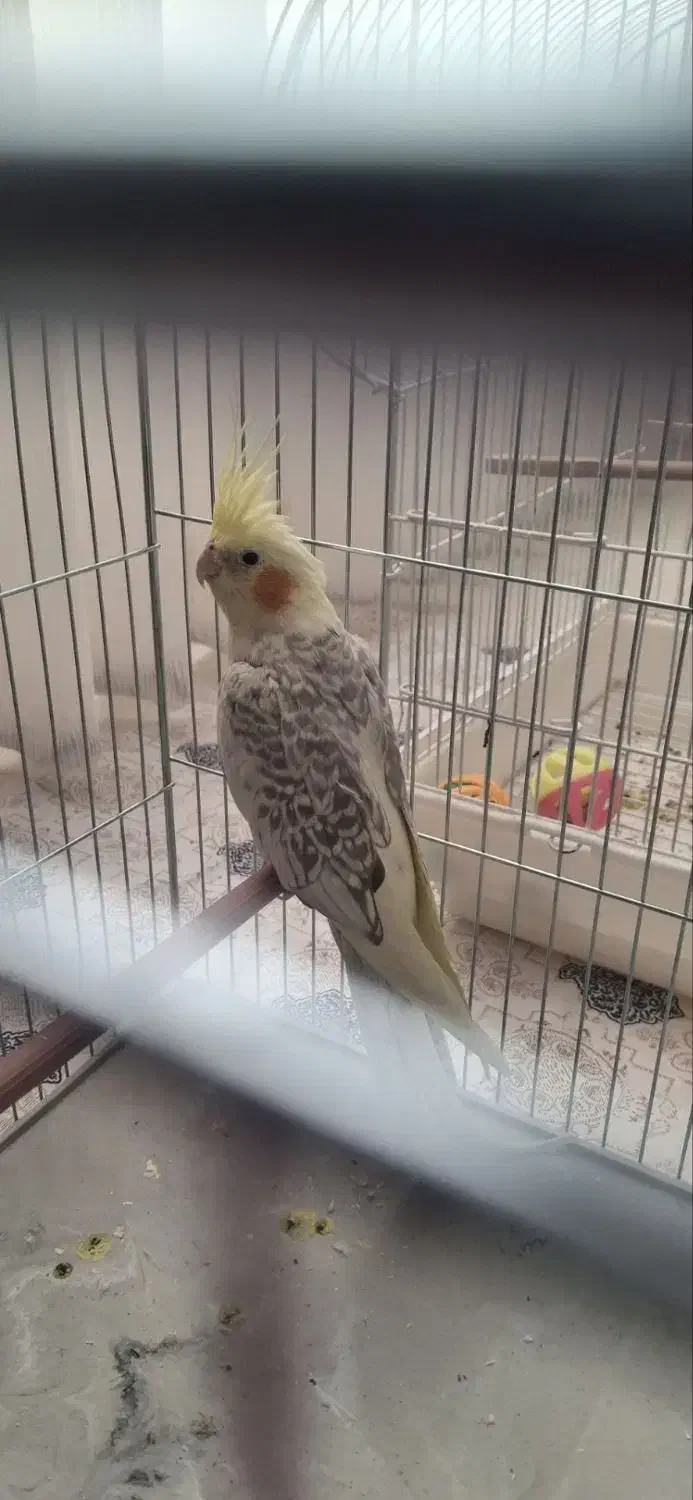 عروس هلندی نر|پرنده|مراغه, |دیوار