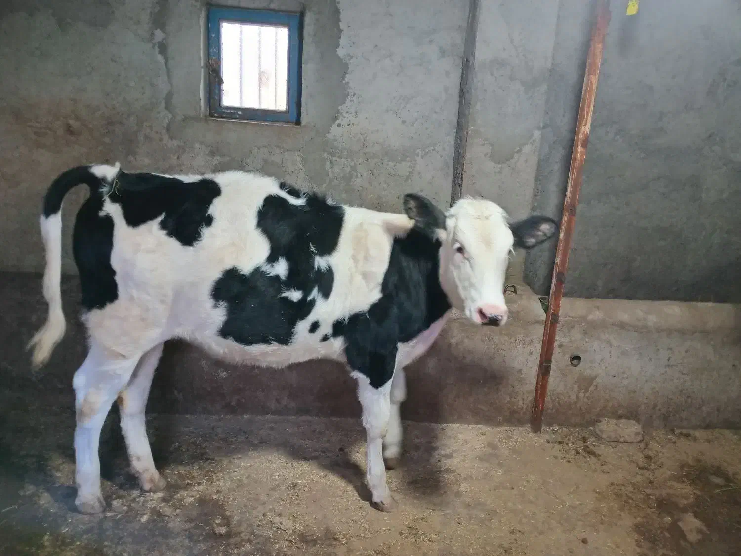 فروش|حیوانات مزرعه|جیرنده, |دیوار