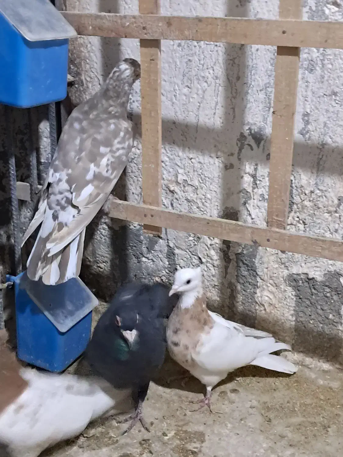 سلام چنتا حیون فروشی|پرنده|تربتحیدریه, حاجی یار|دیوار