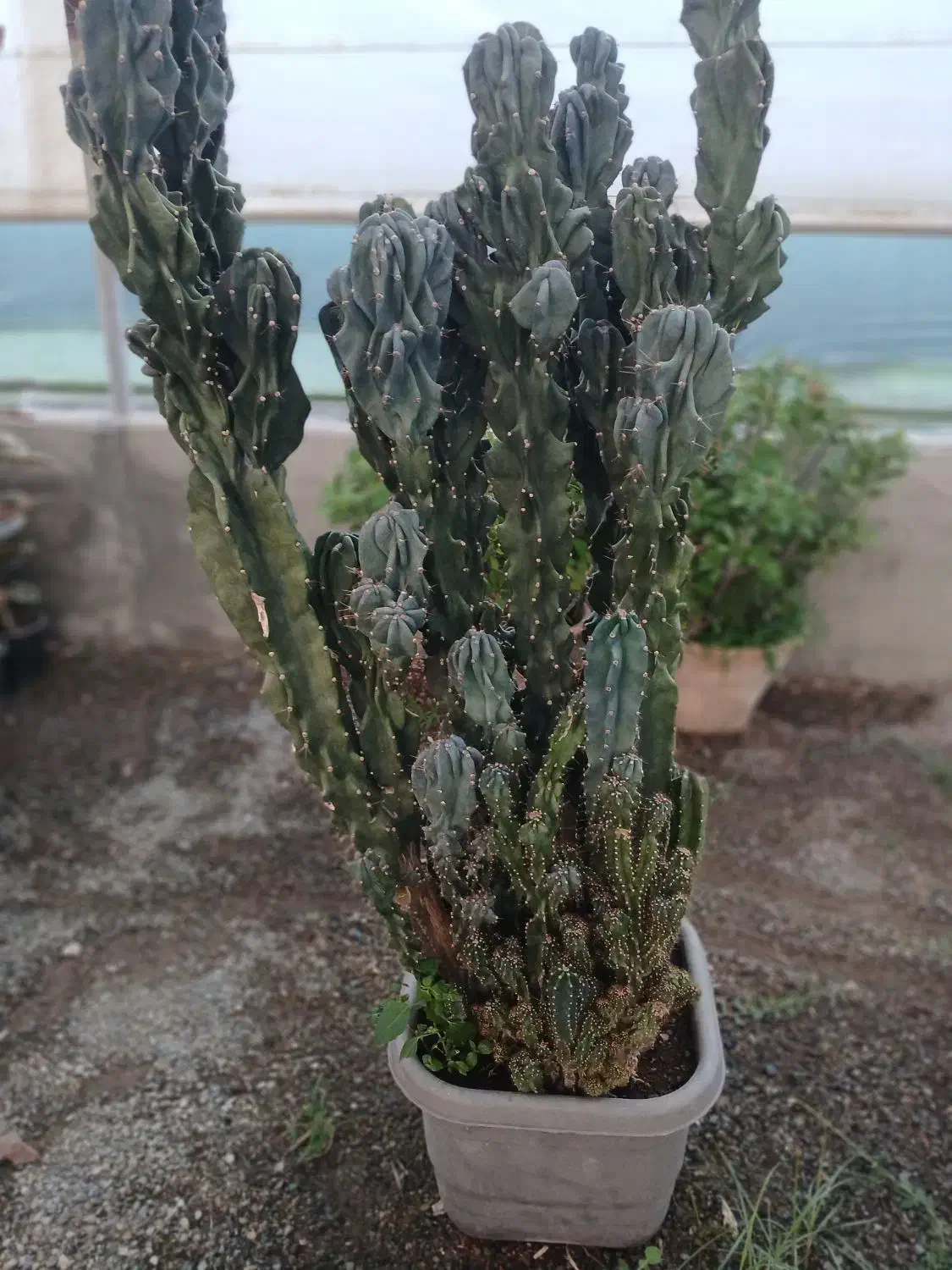 گل آپارتمانی|گل و گیاه طبیعی|تهران, کامرانیه|دیوار