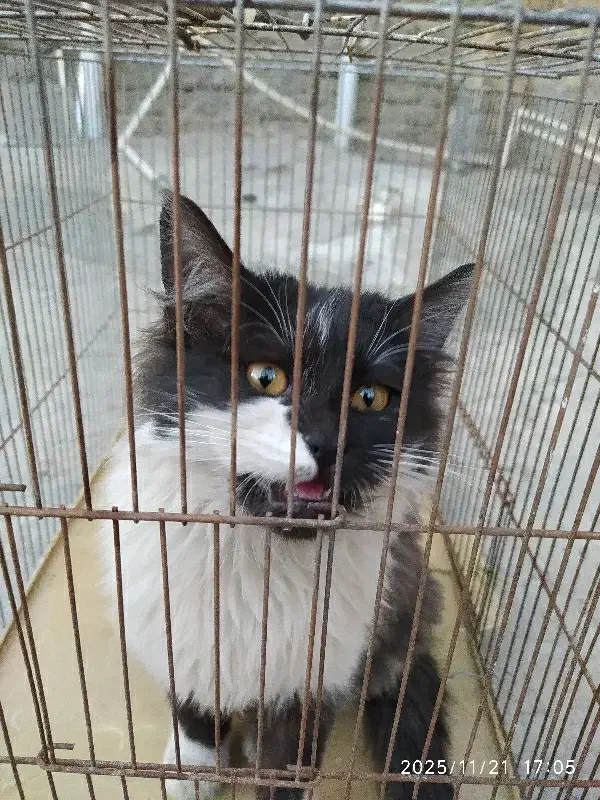 گربه خانگی|گربه|کرمانشاه, |دیوار