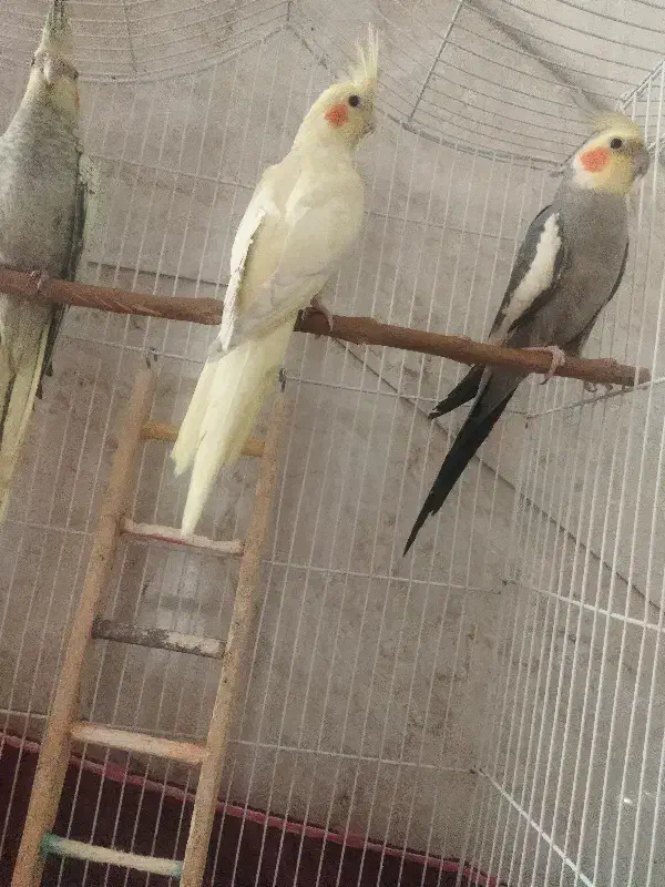 عروس هلندی|پرنده|کاشان, فین بزرگ|دیوار