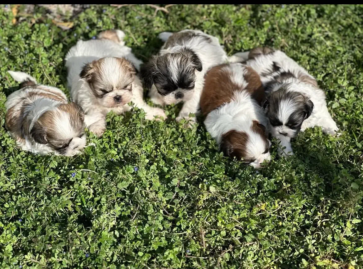 شیتزو|سگ|تهران, پونک|دیوار