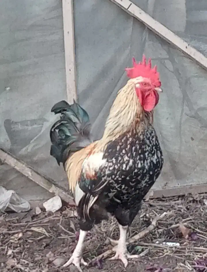 خروس بزرگ چاق و چله برای قربانی کردن|حیوانات مزرعه|قم, قلعه کامکار|دیوار