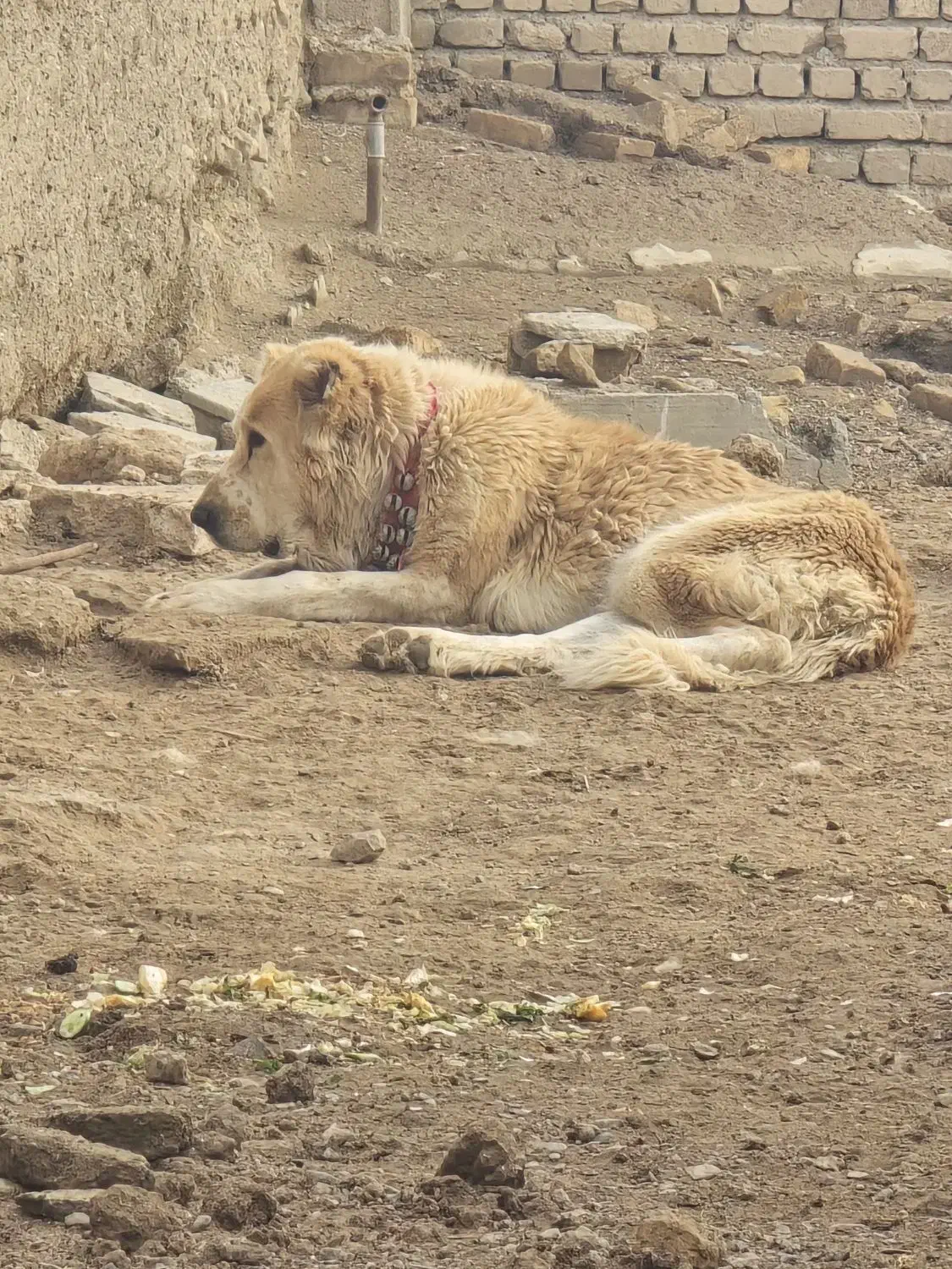 سگ لاس  قدرجونی|سگ|اصفهان, محله سفلی|دیوار