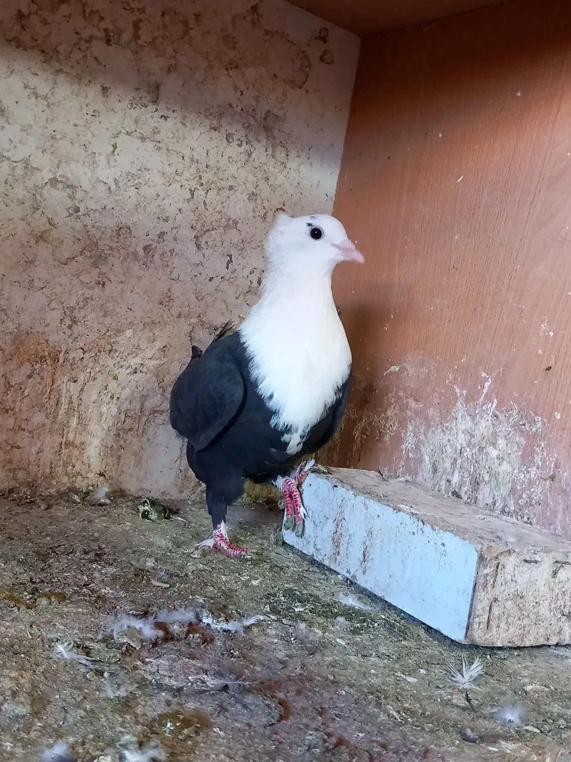 کبوتر کویتی کاکلی کربلایی  زرد کرمانی|پرنده|مه ولات, |دیوار