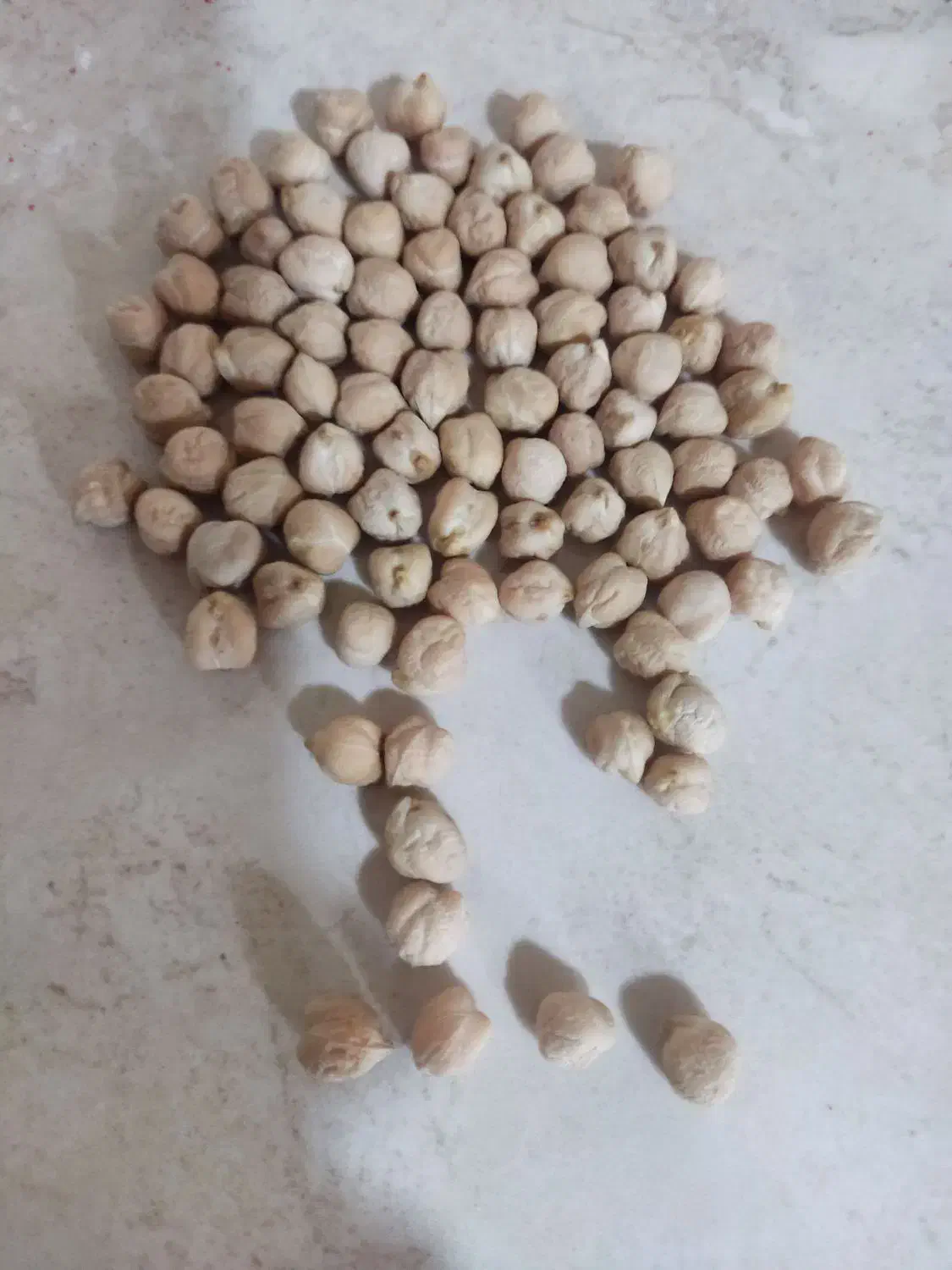 نخود پاییزه بذر ترکی|عمدهفروشی|جعفرآباد, |دیوار