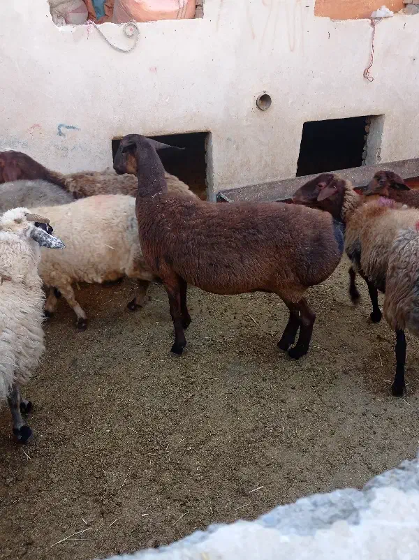 خرید و فروش انواع گوسفند|حیوانات مزرعه|صحنه, |دیوار