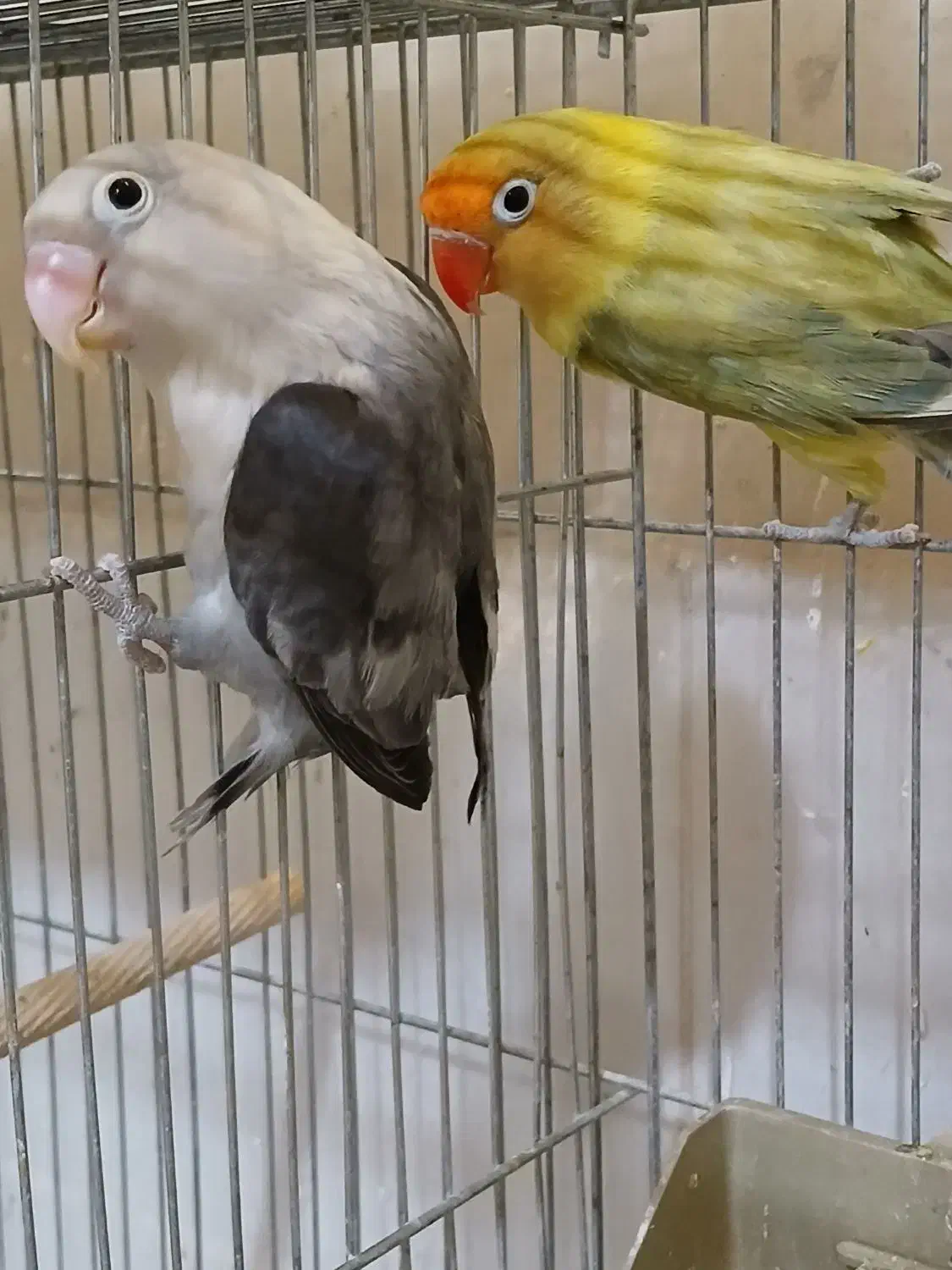 جفت کوتولهمولدپاربلو دبل فکتور وپاربلوبلک سرسفید|پرنده|قم, مهر آباد|دیوار