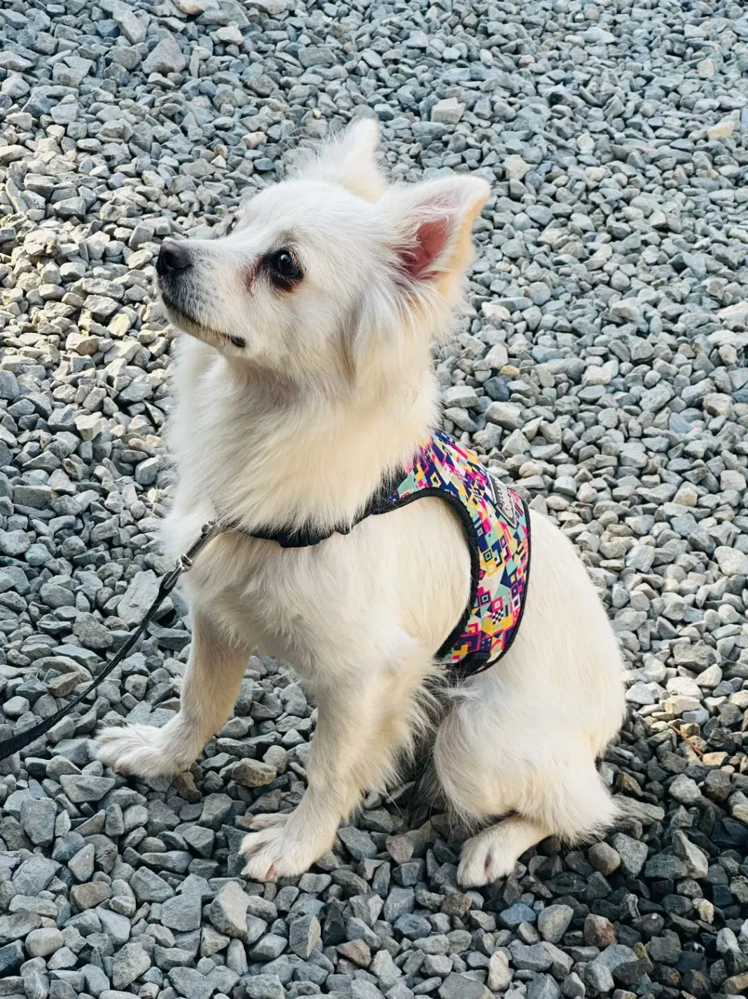 سگ اشپیتز|سگ|کهنوج, |دیوار