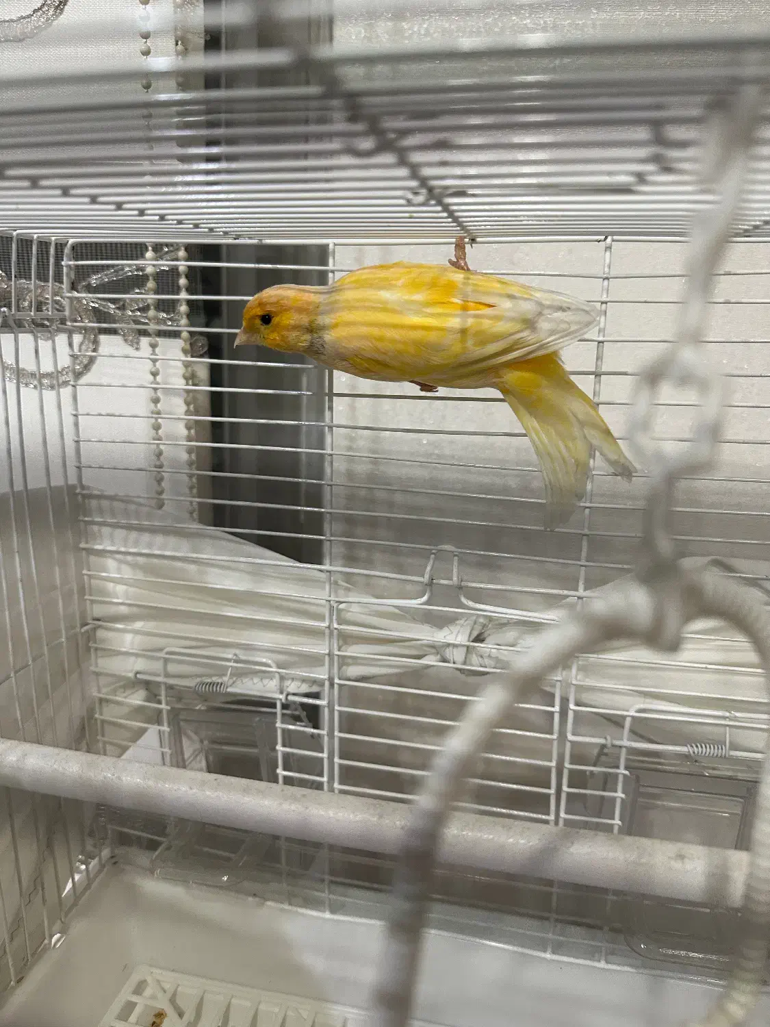 قناری نر و ماده|پرنده|تهران, پیکان شهر|دیوار