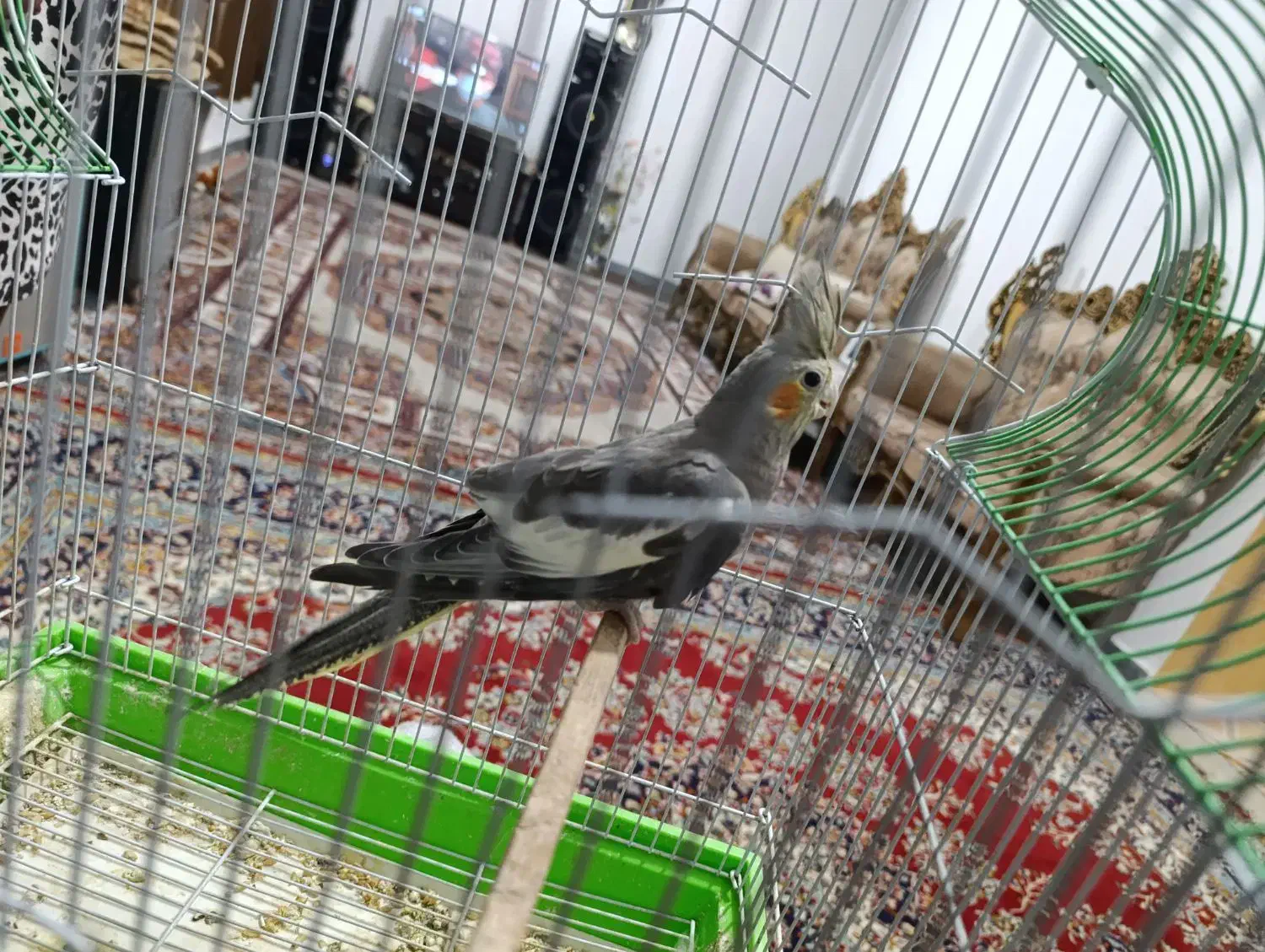 عروس هلندی|پرنده|مشگین شهر, |دیوار