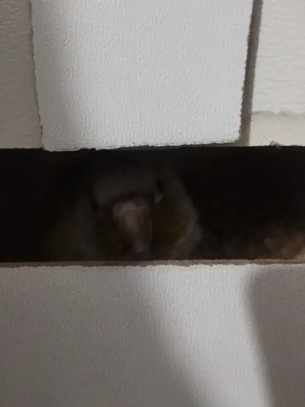 نروماده گرینچک مولد یلوساید با آناناسی|پرنده|قم, نوبهار|دیوار