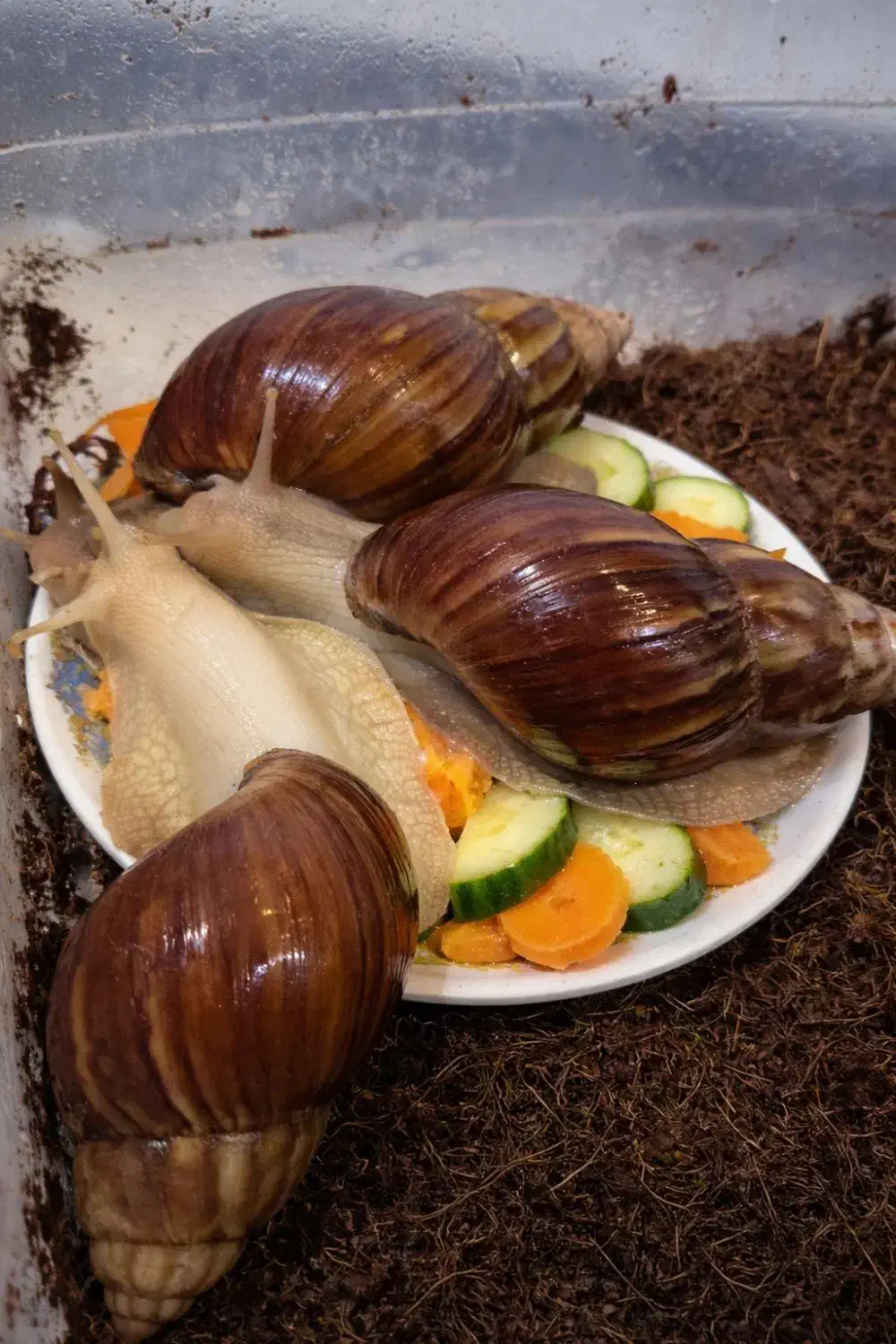 حلزون آچاتینا|خزنده|کرج, گلستان|دیوار