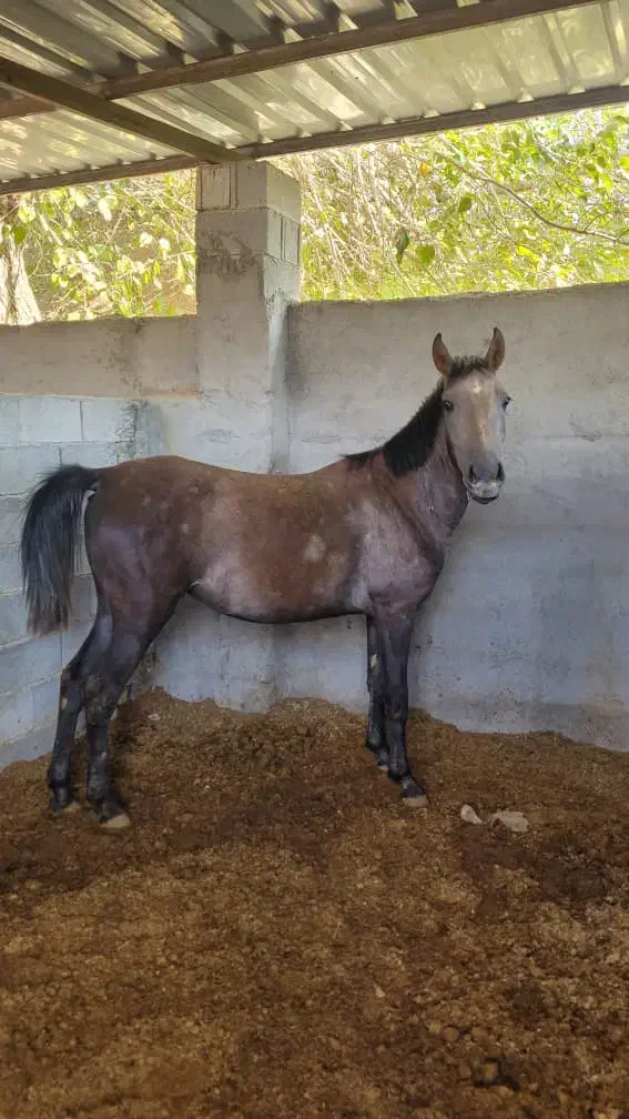 کره اسب اصیل استان فارس|اسب و تجهیزات اسب‌سواری|هشتگرد, تهران دشت|دیوار